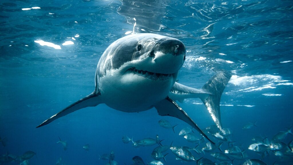 Marine biologist Forrest Galante offers tips to reduce shark attack fears