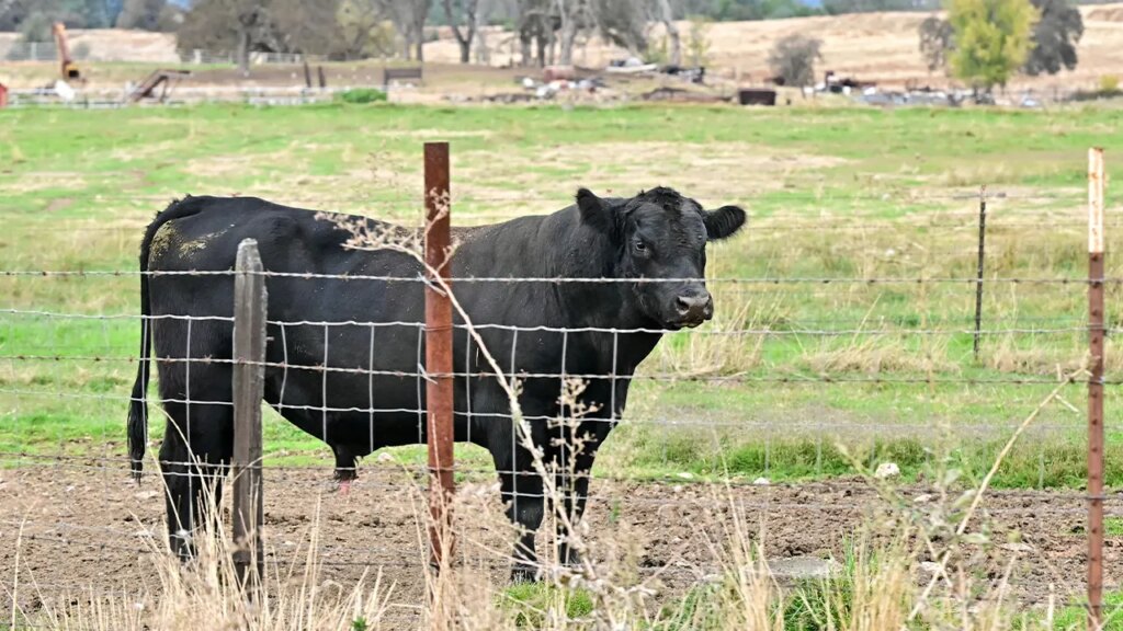 14 Republican lawmakers oppose Trump beef import plan over farmer considerations 14 Republican lawmakers oppose Trump beef import plan over farmer concerns