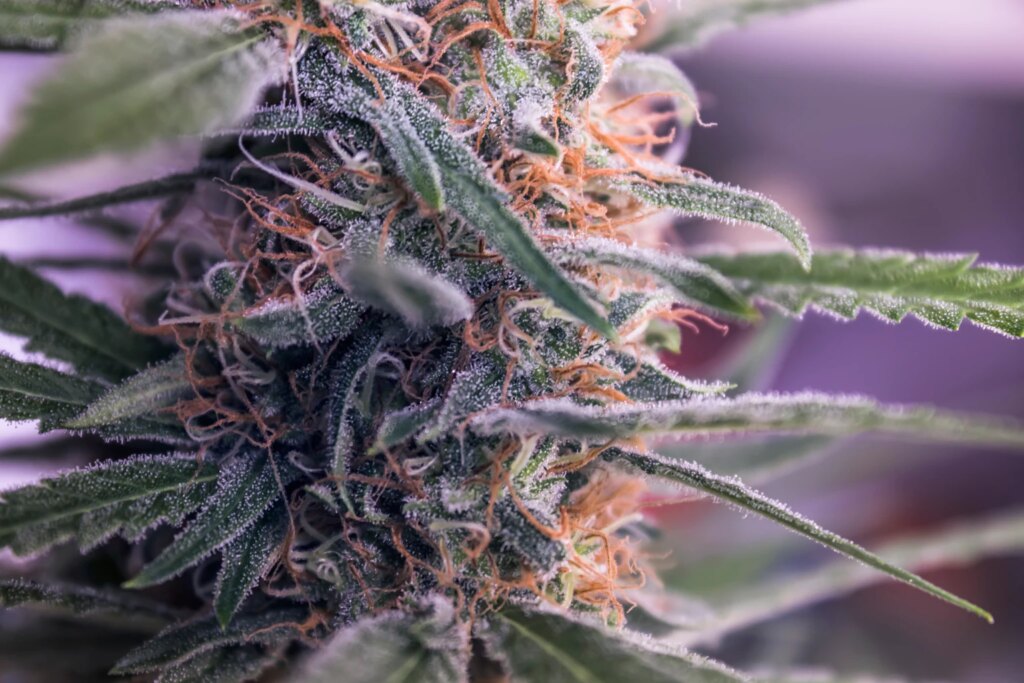 Aurora Hashish Experiences Sturdy Worldwide Gross sales For Q2-2026 (NASDAQ:ACB) Aurora Cannabis Reports Strong International Sales For Q2-2026 (NASDAQ:ACB)