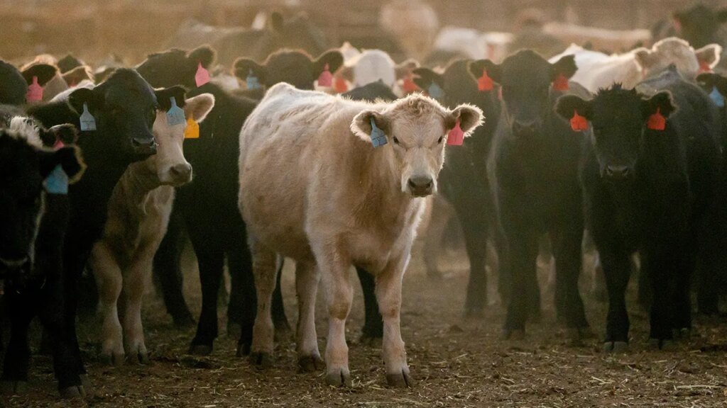 Beef costs headed to $10 a pound by 2026, trade CEO warns shoppers Beef prices headed to $10 a pound by 2026, industry CEO warns consumers