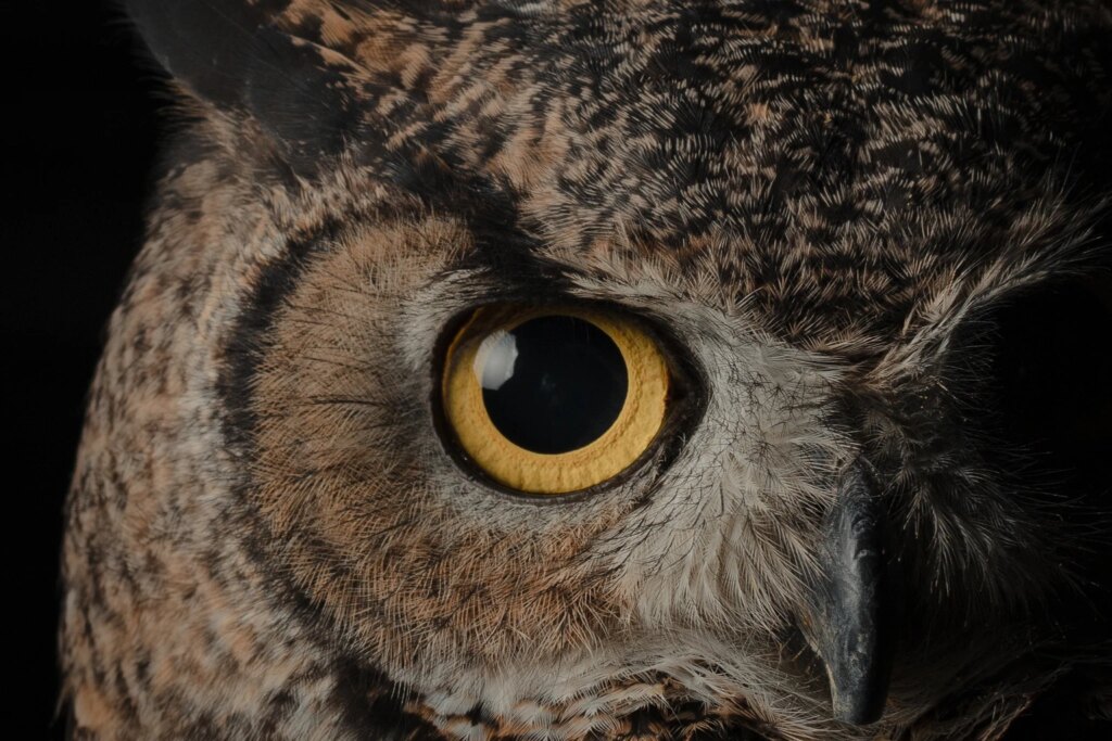 Blue Owl Capital Corporation: Buying 12%+ Yield As AI Excitement Fades (NYSE:OBDC)
