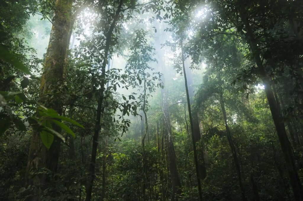 Google to purchase carbon credit from large Amazonian reforestation venture Google to buy carbon credits from massive Amazonian reforestation project