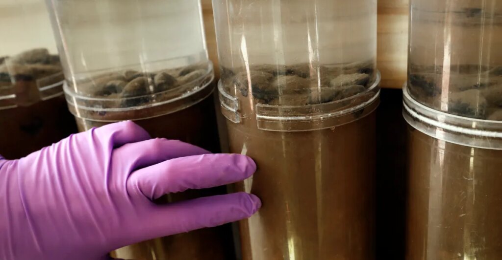 How deep-sea mining may threaten an important ocean meals supply How deep-sea mining could threaten a vital ocean food source