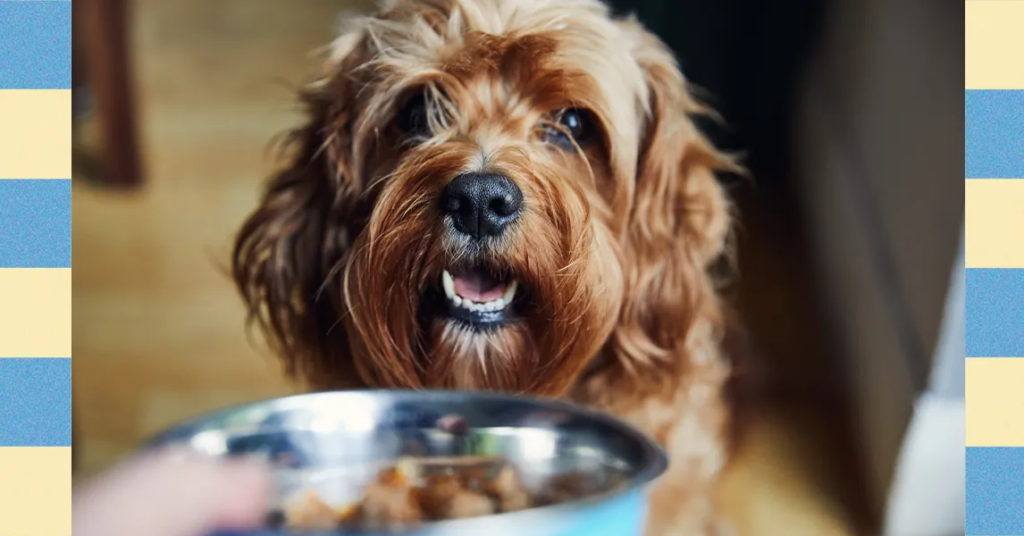 The way to Get Your Cat or Canine to Lose Weight—Specialists Weigh In (2025) How to Get Your Cat or Dog to Lose Weight—Experts Weigh In (2025)