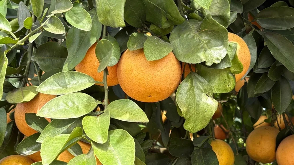 Florida’s Citrus Squeeze: Battling Drought, Disease, and Soaring Costs Florida drought deepens strain on citrus industry as growers battle costs, disease