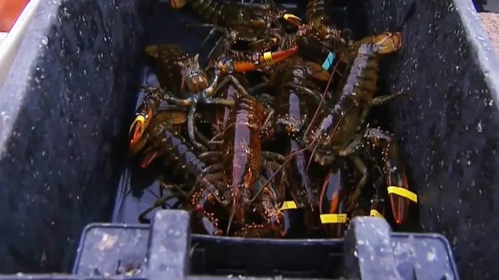 Winter’s Arctic Assault: Maine Lobstermen Fight for Survival Harsh winter rocks Maine lobstermen