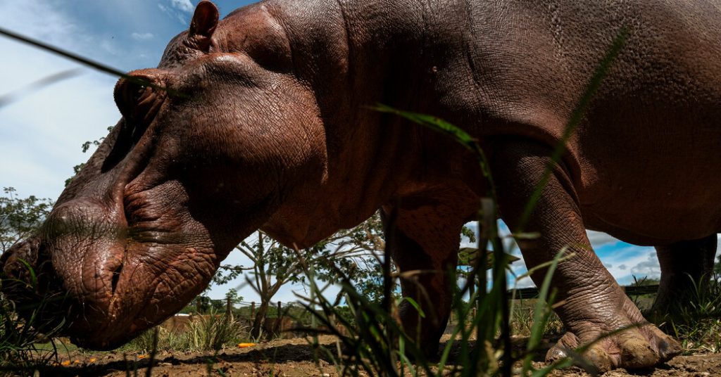 Colombia’s Cocaine Hippos: The Controversial Fight to Control Escob… The Fight to Euthanize Pablo Escobar’s Hippos in Colombia
