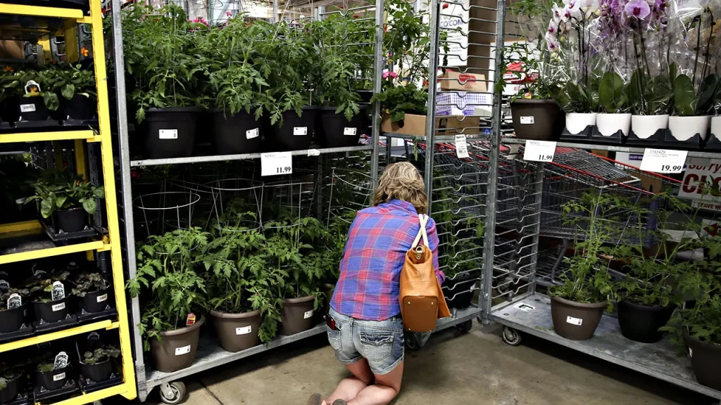 Costco warns desert willow plants may carry glassy-winged sharpshooter