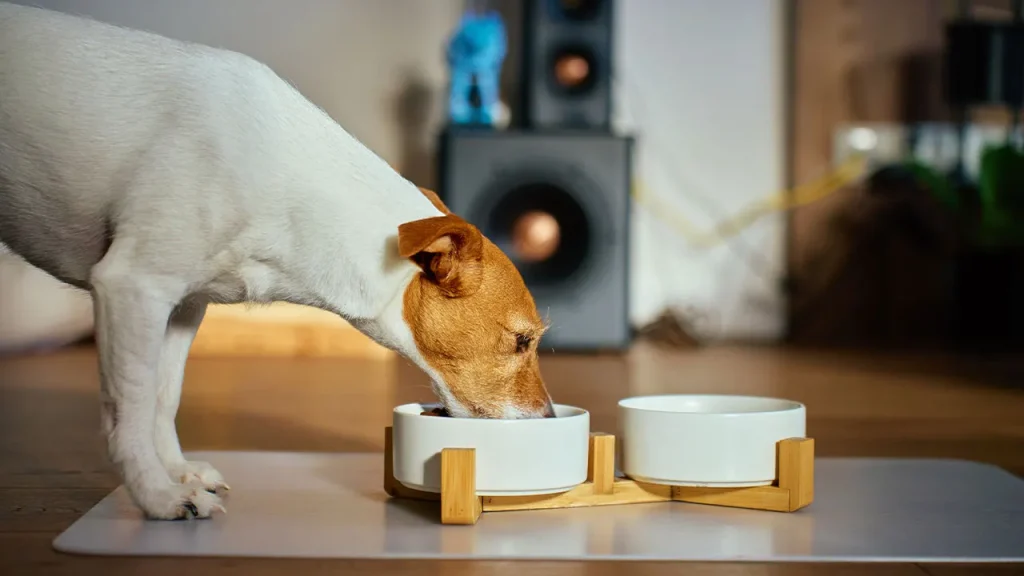 Fromm Dog Food Alert: Metal Contamination Recalls Thousands, Is Your Pet Affected? Fromm recalls thousands of dog food cases over possible metal contamination