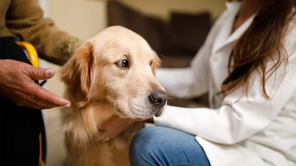 Urgent: Is Your Dog’s Food Causing Eye Problems? Multi-Year Recall Issued Years dog food recall issued after nearly 200 reports of dog eye issues