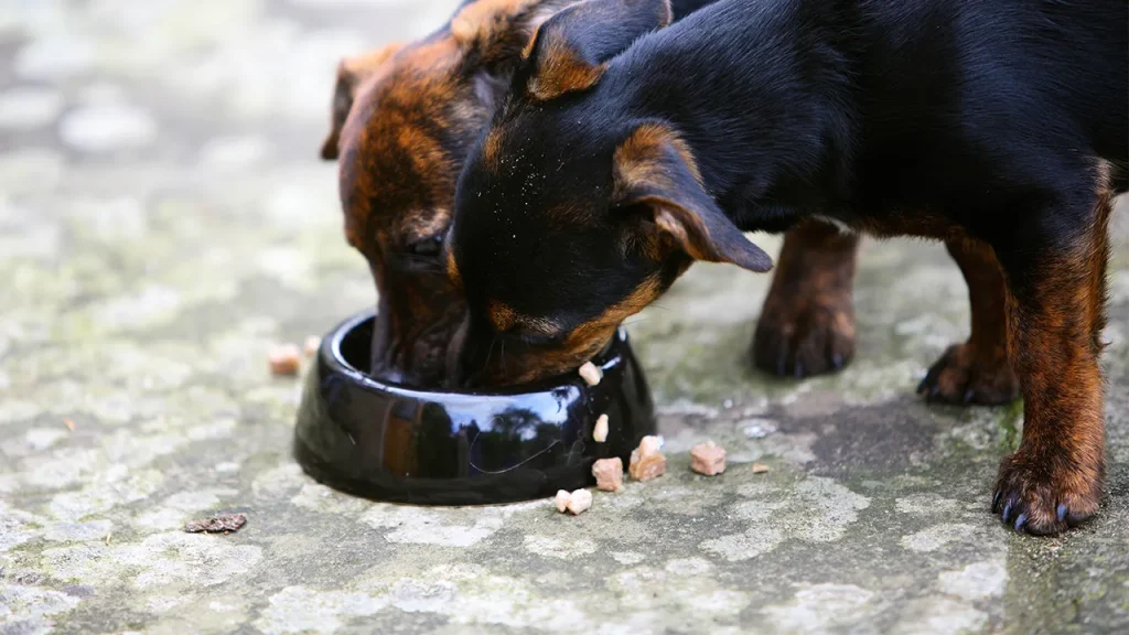 Urgent Warning: Is Your Dog’s Online Supplement Hiding Salmonella Risk? Dog supplements sold online recalled over potential salmonella risk